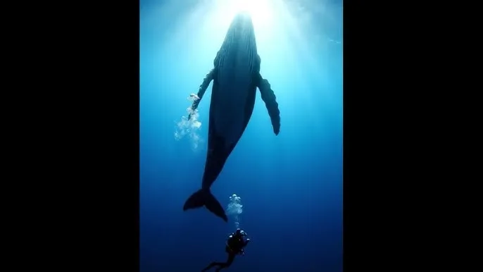 在线无限观看幸福宝软件站 - 深蓝星球：探索海洋深处的未知世界